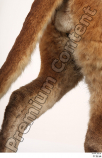 Asian golden cat Catopuma Temminckii leg 0062.jpg